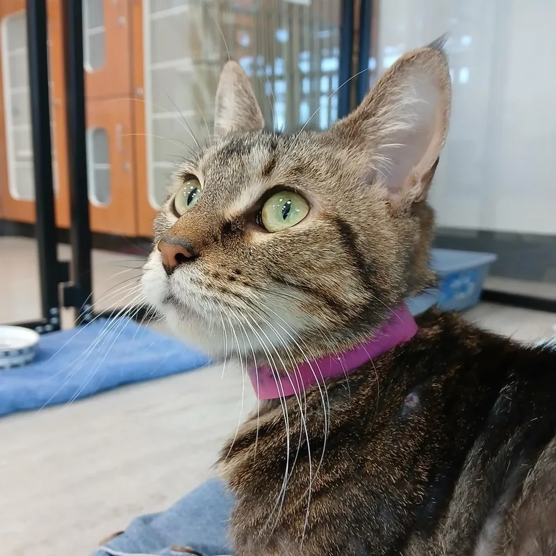 An adult large-sized female Brown / Chocolate Domestic Short Hair cat named Skinny for adoption in Fairport, NY