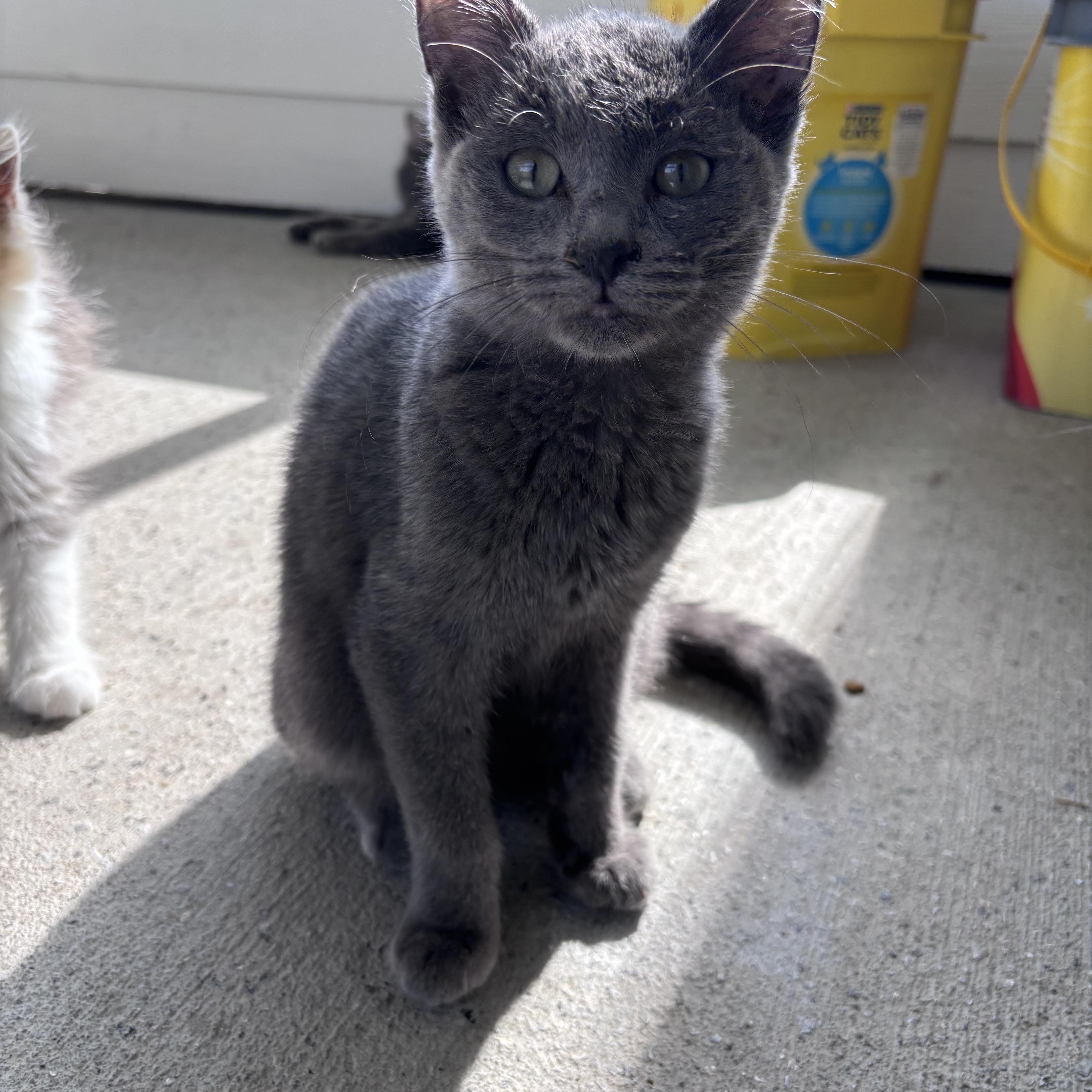 A baby small-sized male Gray / Blue / Silver Domestic Short Hair cat named Rowen for adoption in Franklin, IN