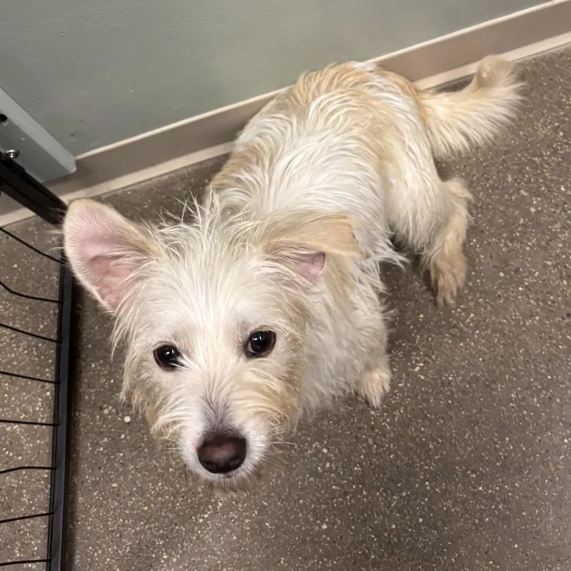 A young small-sized female White / Cream Mixed Breed dog named Tofu for adoption in Skokie, IL