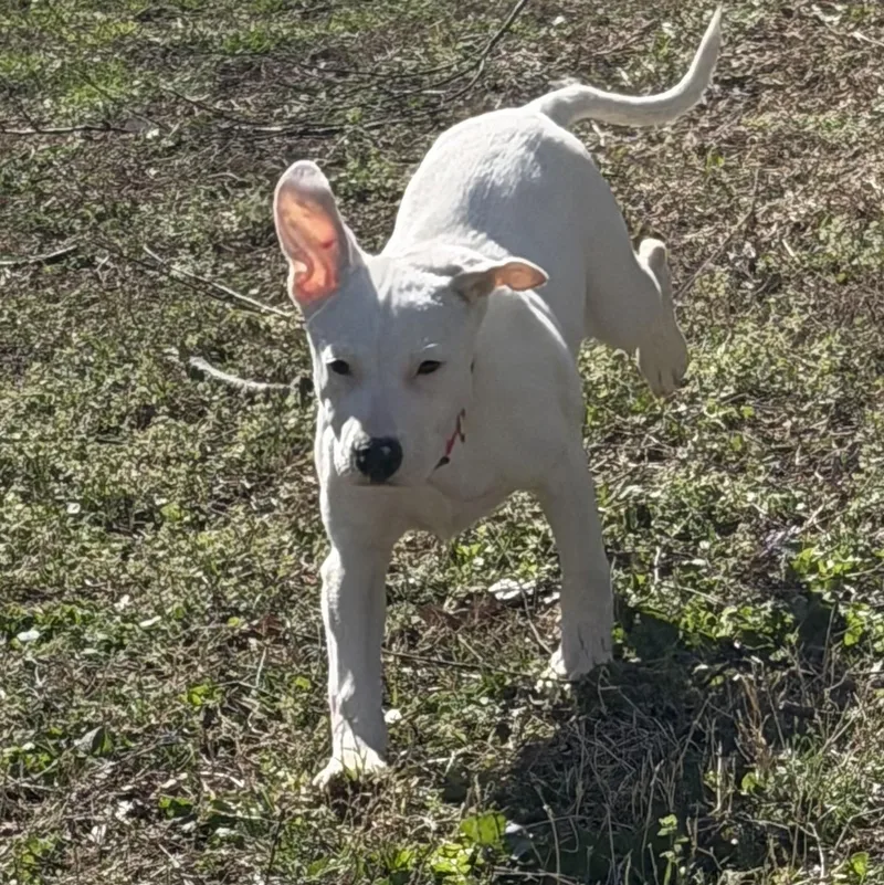 Betty White thumbnail 2