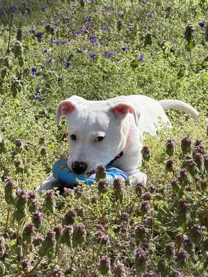 Betty White thumbnail 6