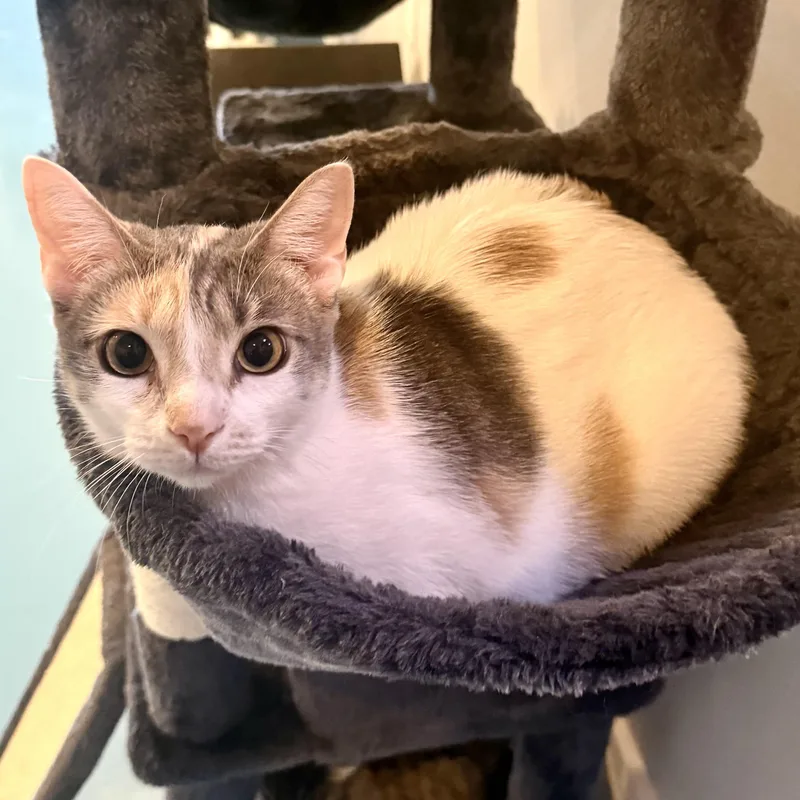 A young medium-sized female Dilute Calico Domestic Short Hair cat named Jesse for adoption in Liverpool, TX