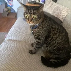 An adult medium-sized male Tabby (Brown / Chocolate) Domestic Short Hair cat named Winston for adoption in Mokena, IL