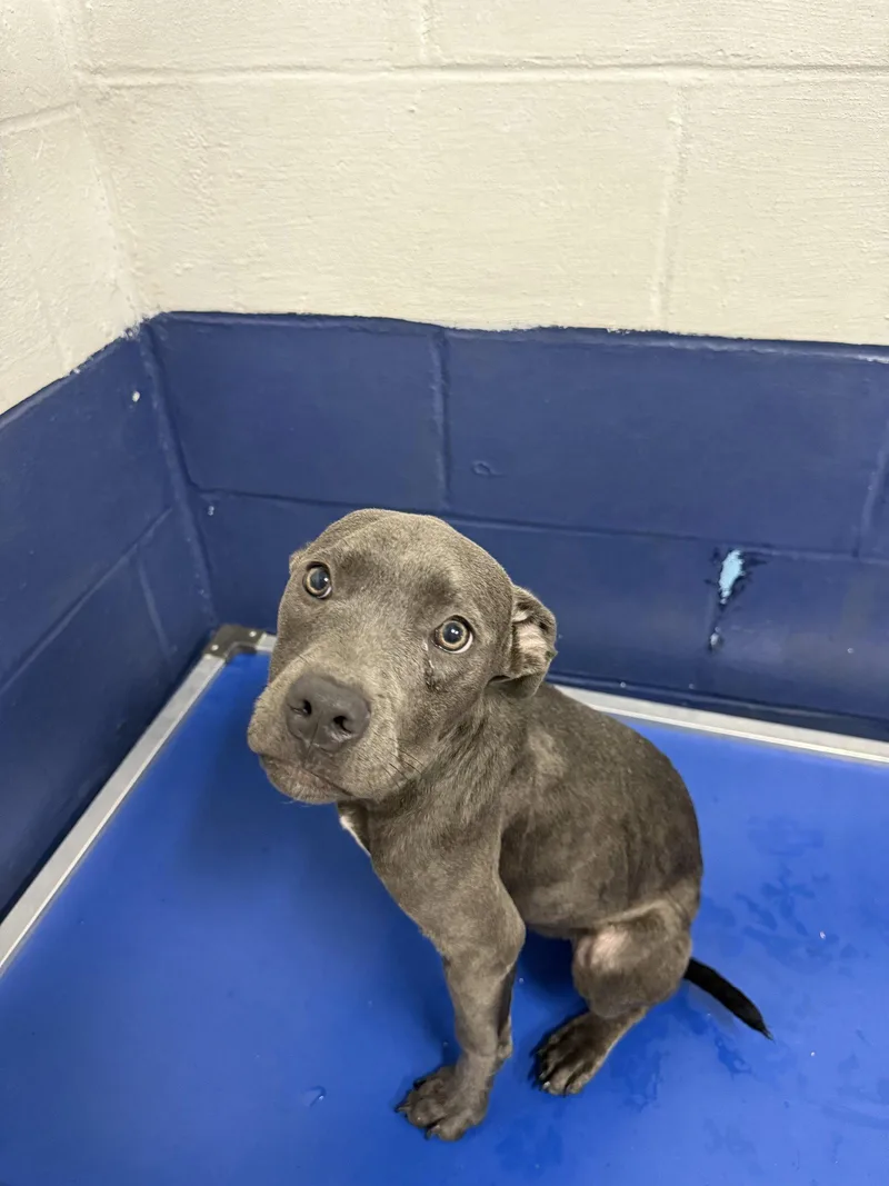 A young medium-sized female Terrier dog named Blueberry months AVA for adoption in Sterling, MA