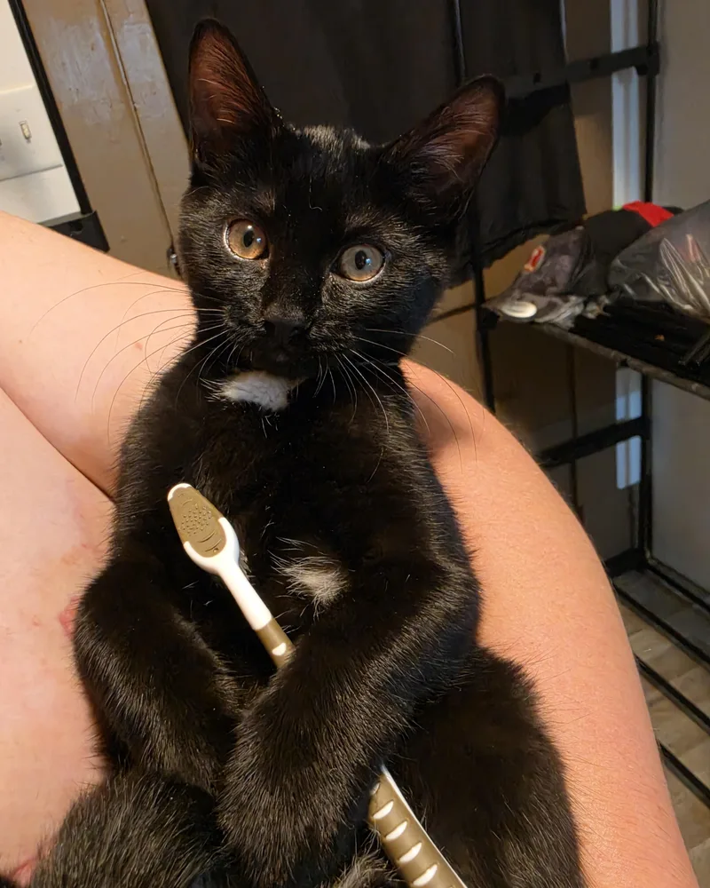 A baby medium-sized female Black Domestic Short Hair cat named Nora Jean for adoption in Seneca, PA