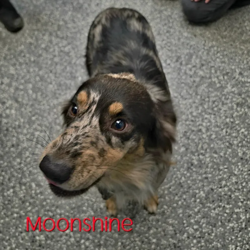 An adult medium-sized female Brown / Chocolate Australian Shepherd dog named Moonshine for adoption in Parkersburg, WV