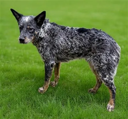 A young medium-sized male Australian Cattle Dog / Blue Heeler dog named Toby for adoption in Castaic, CA