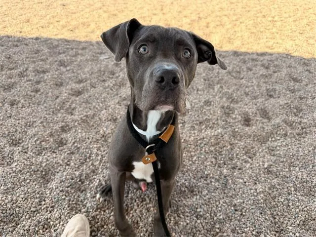 A young large-sized male Pit Bull Terrier dog named Colby for adoption in Mesa, AZ