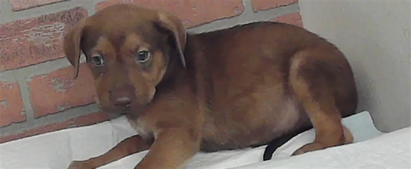A baby small-sized male Staffordshire Bull Terrier dog named Seth for adoption in Houston, TX