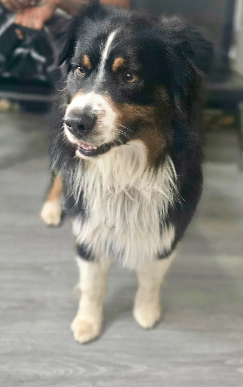 A young medium-sized male Border Collie dog named Charlie for adoption in santa monica, CA