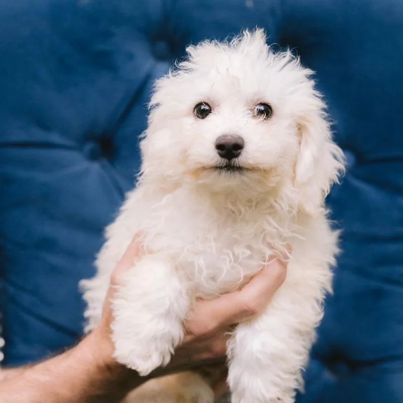 A baby small-sized male Bichon Frise dog named Cheese for adoption in Zionsville, IN