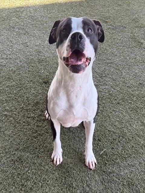 An adult large-sized female Terrier dog named Ushi for adoption in Miami, FL