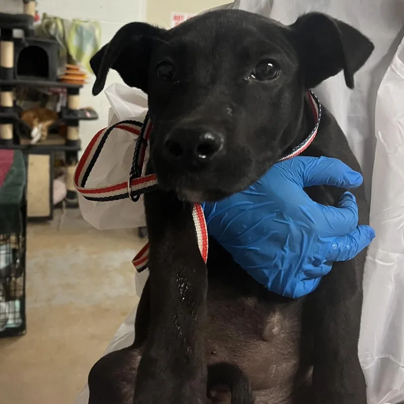 A baby small-sized female Black Shepherd dog named Beluga for adoption in Edinburg, TX