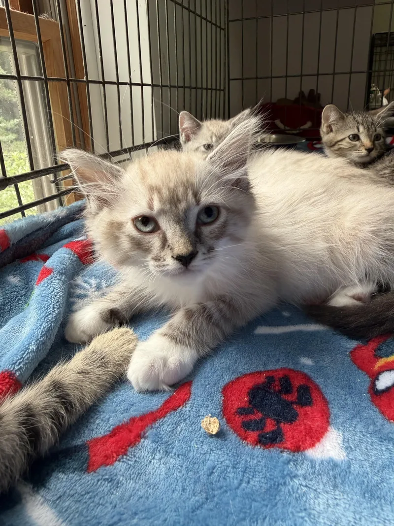 A baby medium-sized female Buff / Tan / Fawn Siamese cat named Mali for adoption in Southold, NY