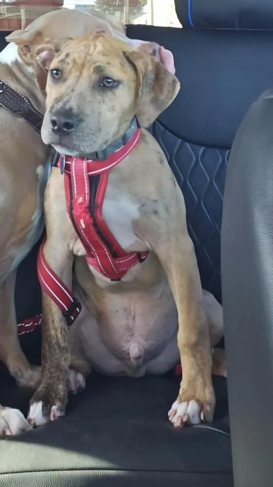 A baby small-sized male Catahoula Leopard Dog dog named Cancun for adoption in Lakeland, FL