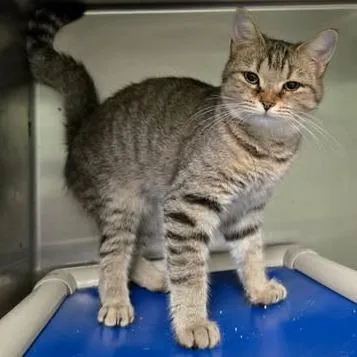 A young medium-sized female Brown / Chocolate Domestic Short Hair cat named Pinta for adoption in Rocky Mount, VA