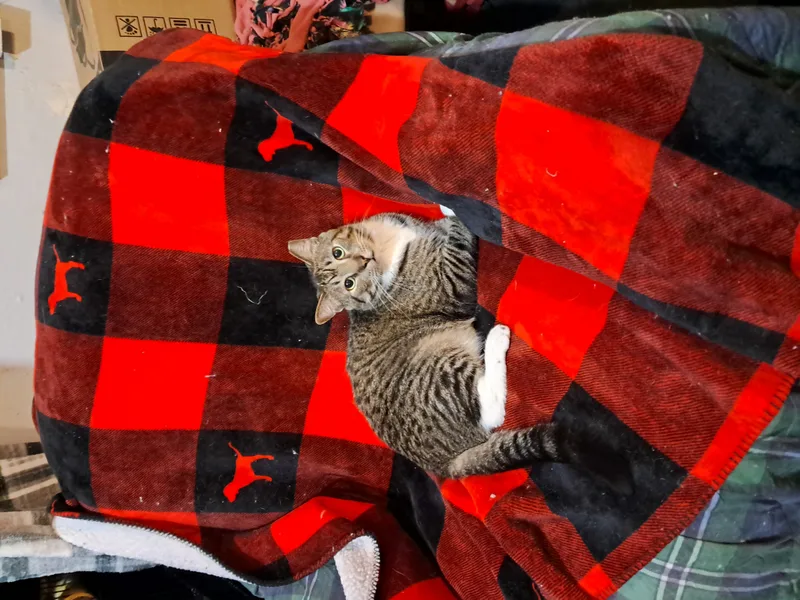 Starsky & Hutch thumbnail 2