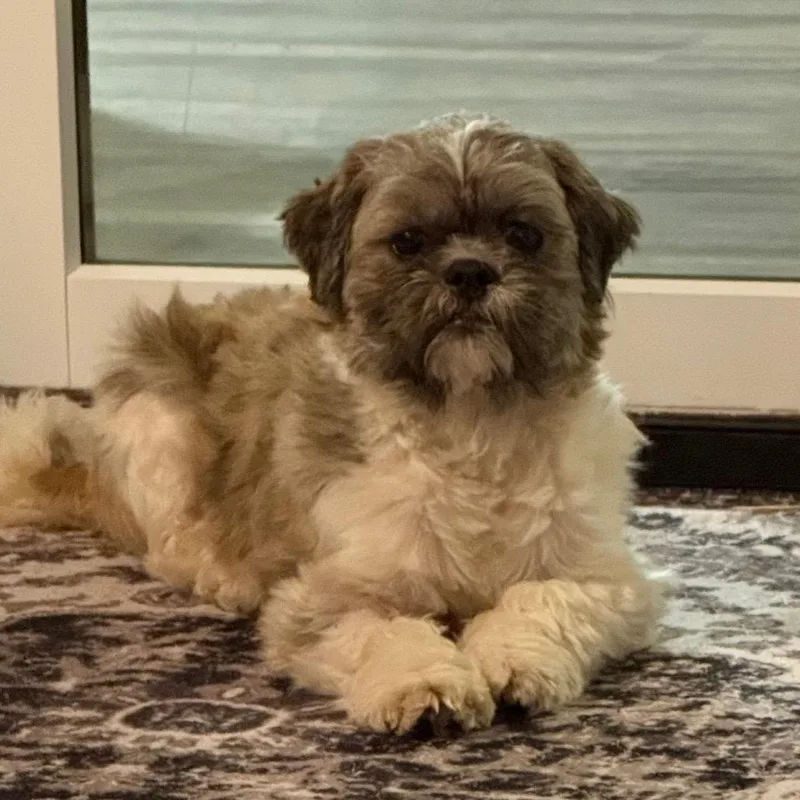 A young small-sized female Shih Tzu dog named Lizzy for adoption in Cincinnati, OH