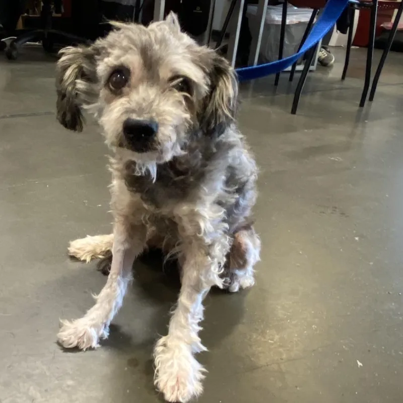 A senior small-sized male Gray / Blue / Silver Terrier dog named Geralt for adoption in Ramona, CA