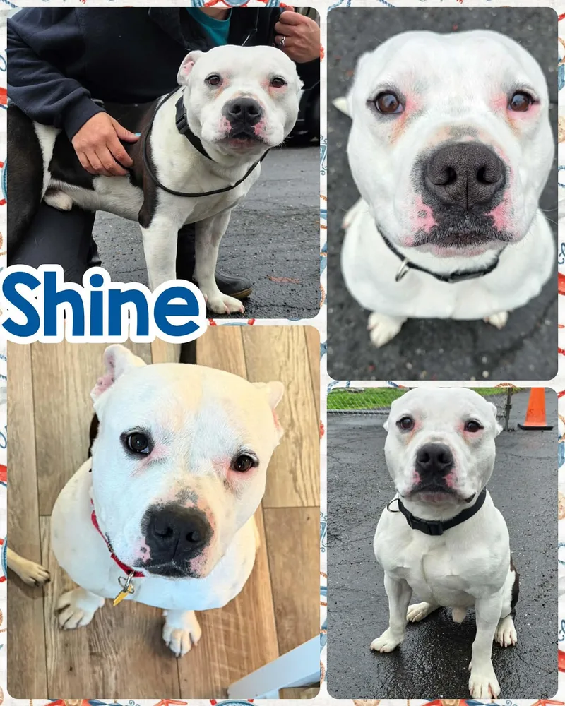 An adult medium-sized male White / Cream Staffordshire Bull Terrier dog named Shine for adoption in Ringwood, NJ
