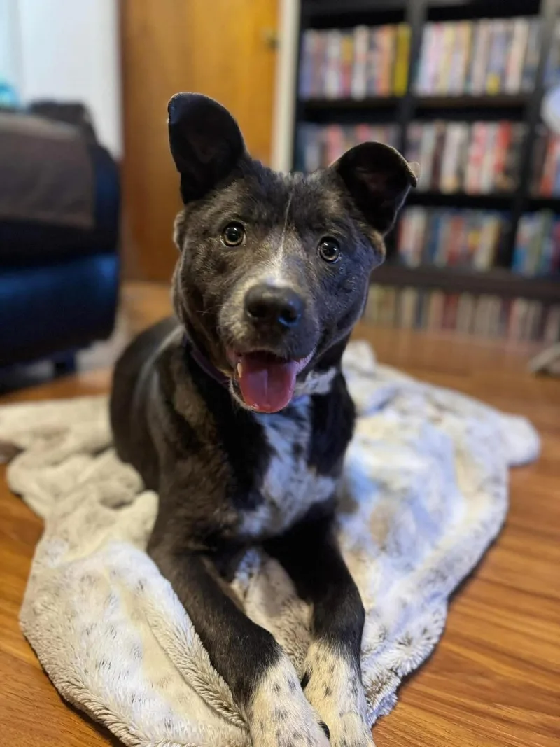 A baby medium-sized male Mixed Breed dog named Trevor for adoption in Highland, NY