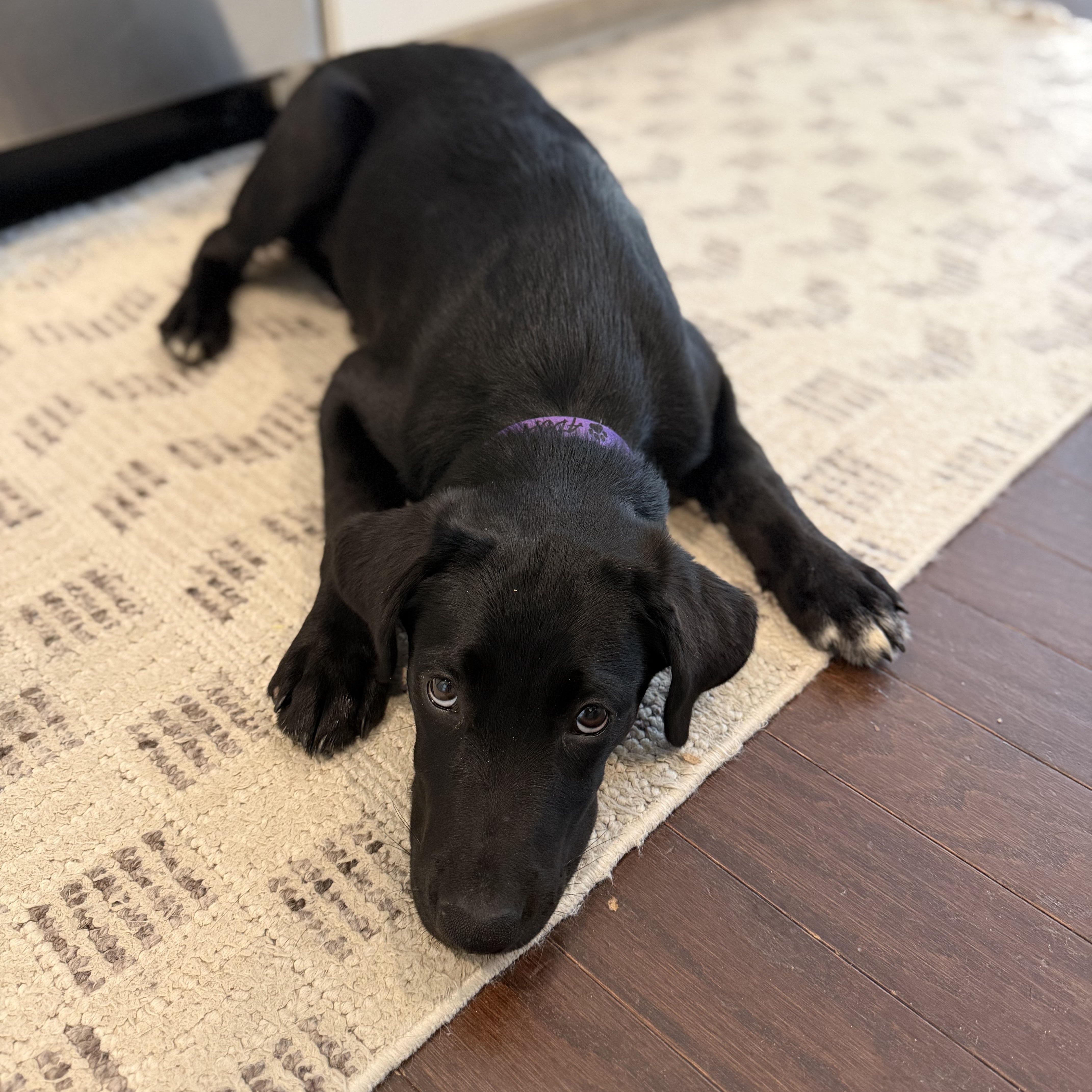 A young medium-sized female Black Labrador Retriever dog named Shelly for adoption in Charlotte, NC