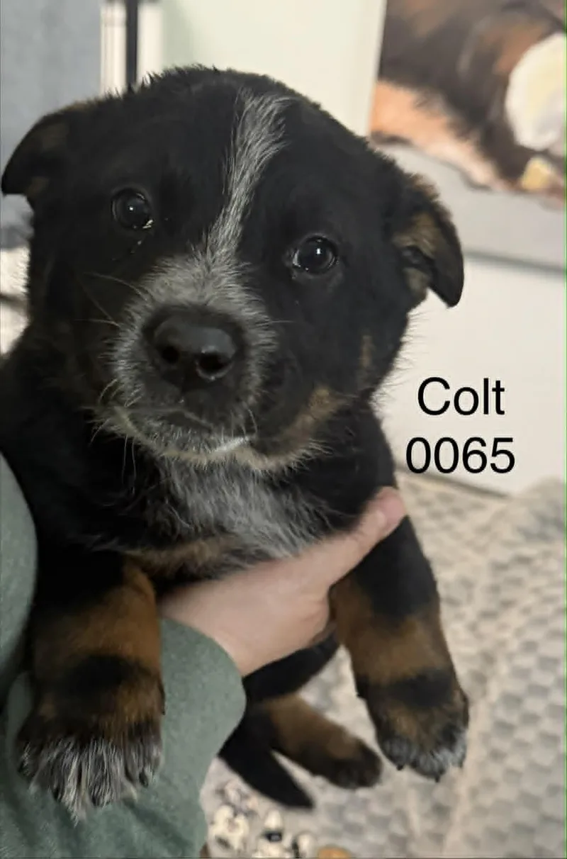 A baby small-sized male Black Shepherd dog named Colt for adoption in Hop Bottom, PA
