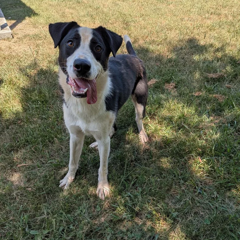 A young medium-sized male Black Border Collie dog named Scott for adoption in Lynchburg, VA