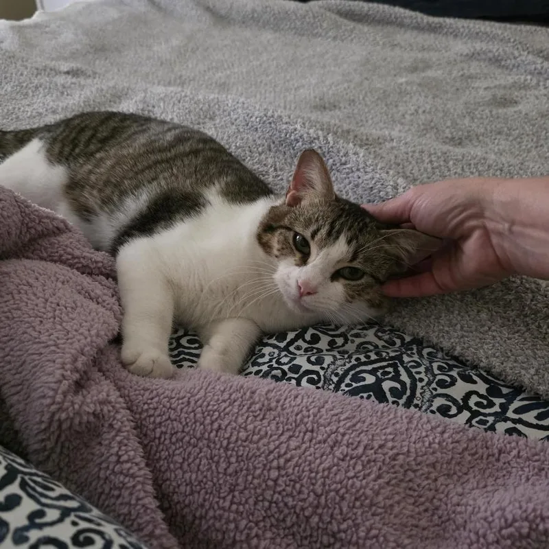 Oliver