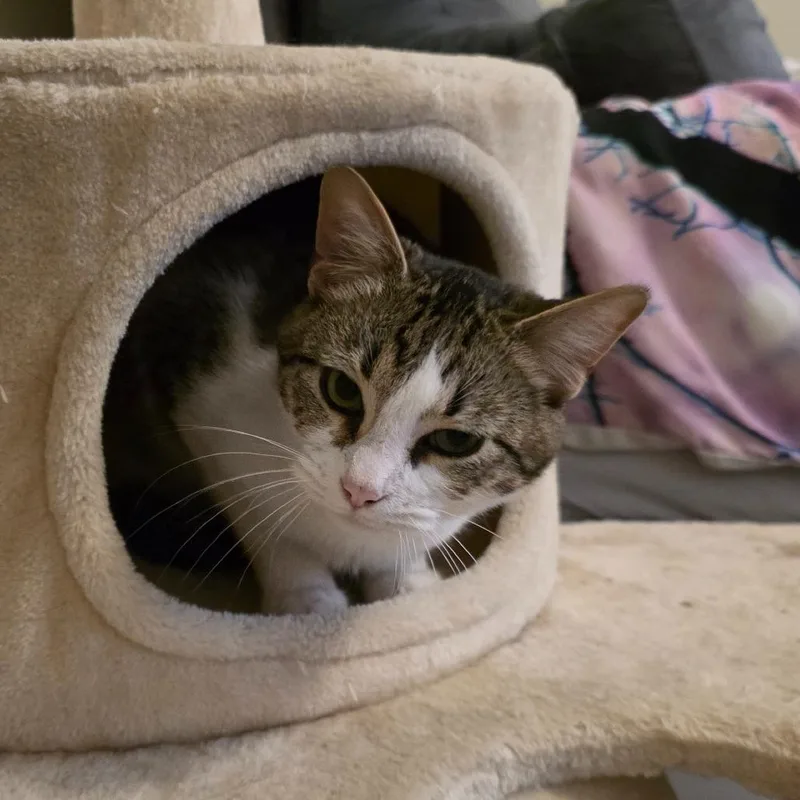 Oliver thumbnail 5