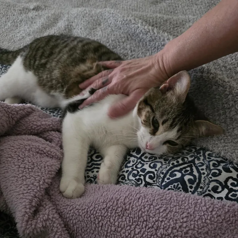 Oliver thumbnail 6