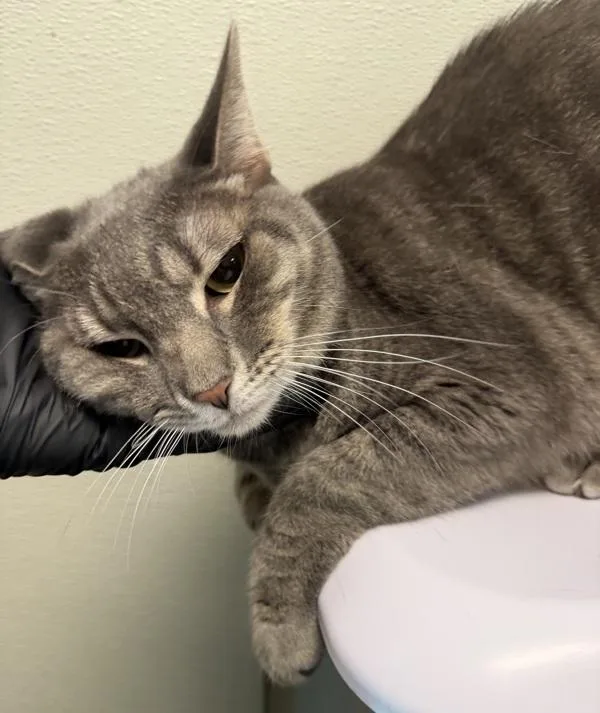 An adult large-sized male Domestic Short Hair cat named Cuddles for adoption in San Diego, CA