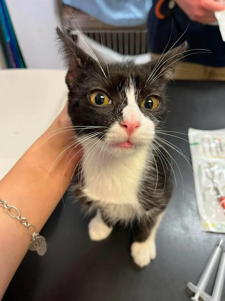 A baby small-sized female Domestic Short Hair cat named Ice Cream Float for adoption in New Braunfels, TX