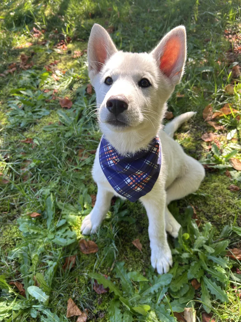 A baby medium-sized female Shiba Inu dog named Snowball for adoption in AUBURN, WA