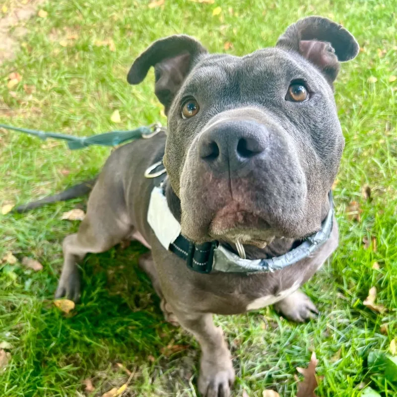 A young medium-sized male Gray / Blue / Silver American Bulldog dog named Bruno for adoption in Williston, VT