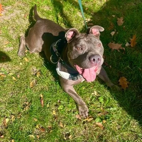 Bruno thumbnail 3
