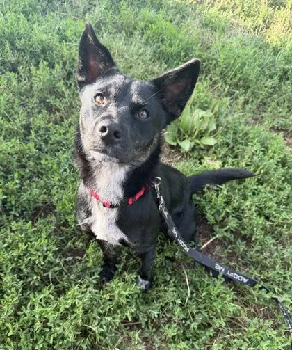 A young medium-sized female Black Mixed Breed dog named Padme for adoption in Kansas City, MO