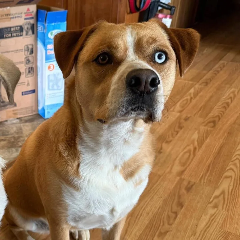 An adult large-sized female Yellow / Tan / Blond / Fawn Mixed Breed dog named Kassidy for adoption in Alexandria, VA