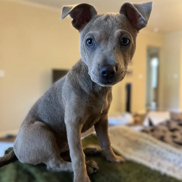 A baby small-sized female Labrador Retriever dog named Coraline for adoption in San Antonio, TX