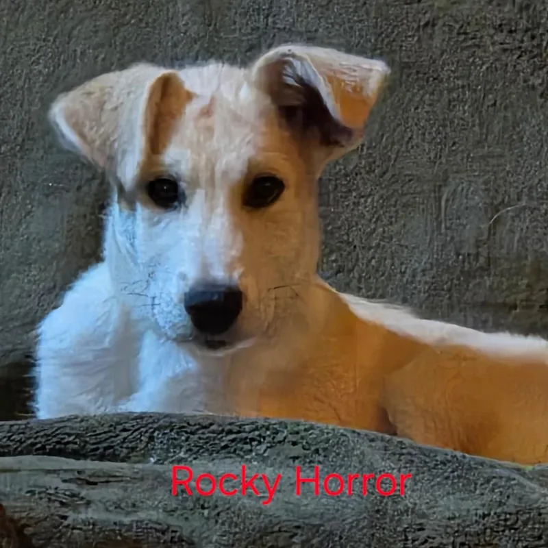 A baby small-sized male Yellow / Tan / Blond / Fawn Anatolian Shepherd dog named Rocky Horror for adoption in Fredericksburg, VA