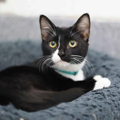 A baby small-sized female Black Domestic Short Hair cat named Porcini for adoption in Atlanta, GA