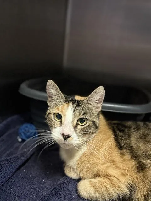 A young medium-sized female Domestic Short Hair cat named Mileena for adoption in Fort Walton Beach, FL
