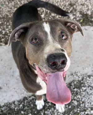 A young large-sized female Pit Bull Terrier dog named Luna for adoption in Savannah, MO