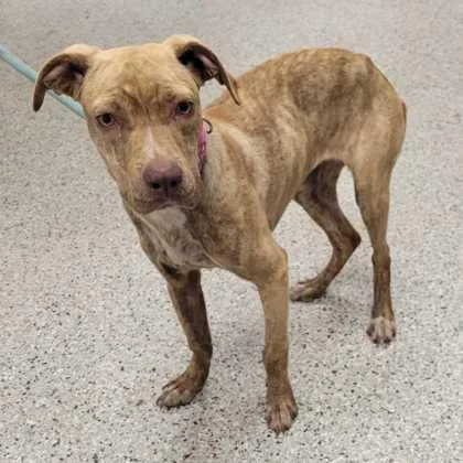 A young medium-sized female Yellow / Tan / Blond / Fawn Pit Bull Terrier dog named Swirl for adoption in Kansas City, MO