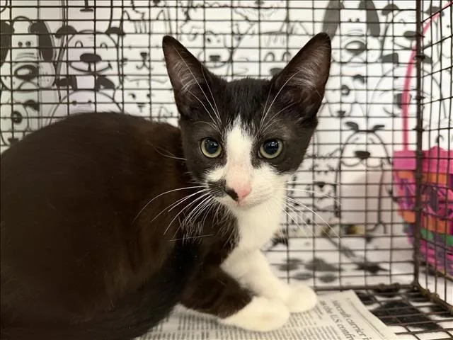A baby small-sized male Domestic Short Hair cat named Mookie for adoption in San Pedro, CA
