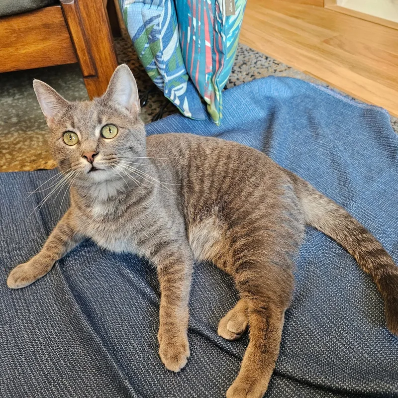 An adult medium-sized female Gray / Blue / Silver Domestic Short Hair cat named Binky for adoption in Chicago, IL