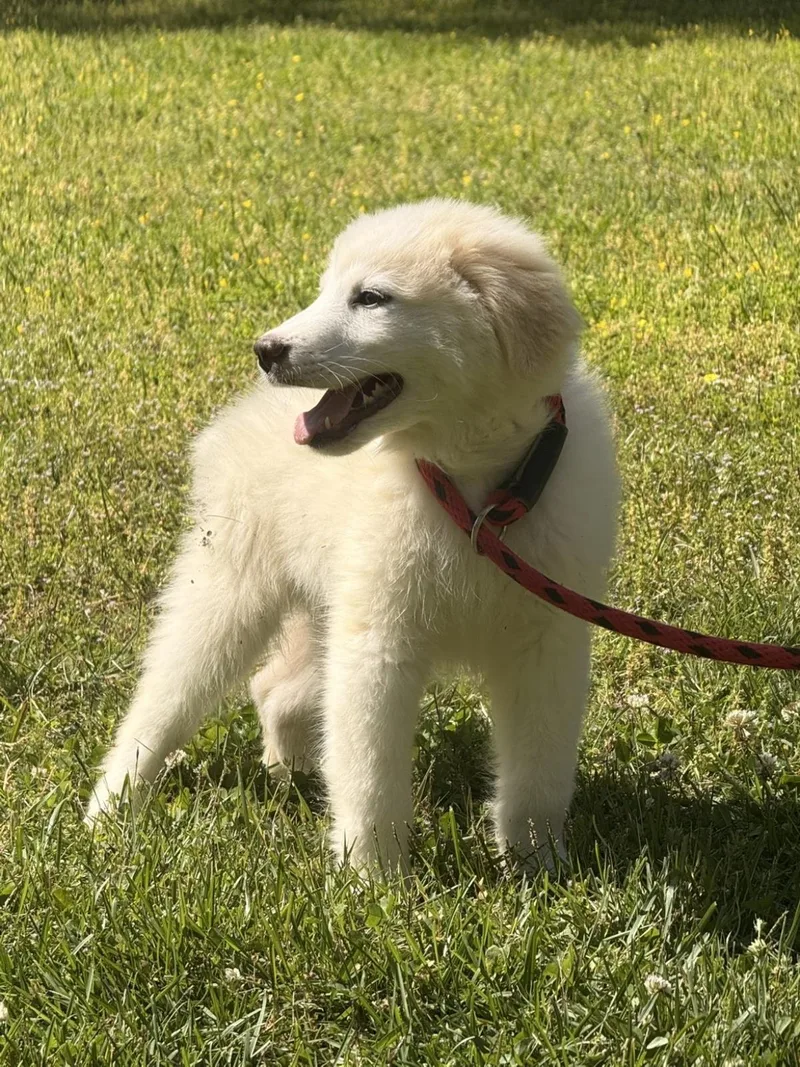 A young small-sized male Great Pyrenees dog named Logan for adoption in Locust Fork, AL