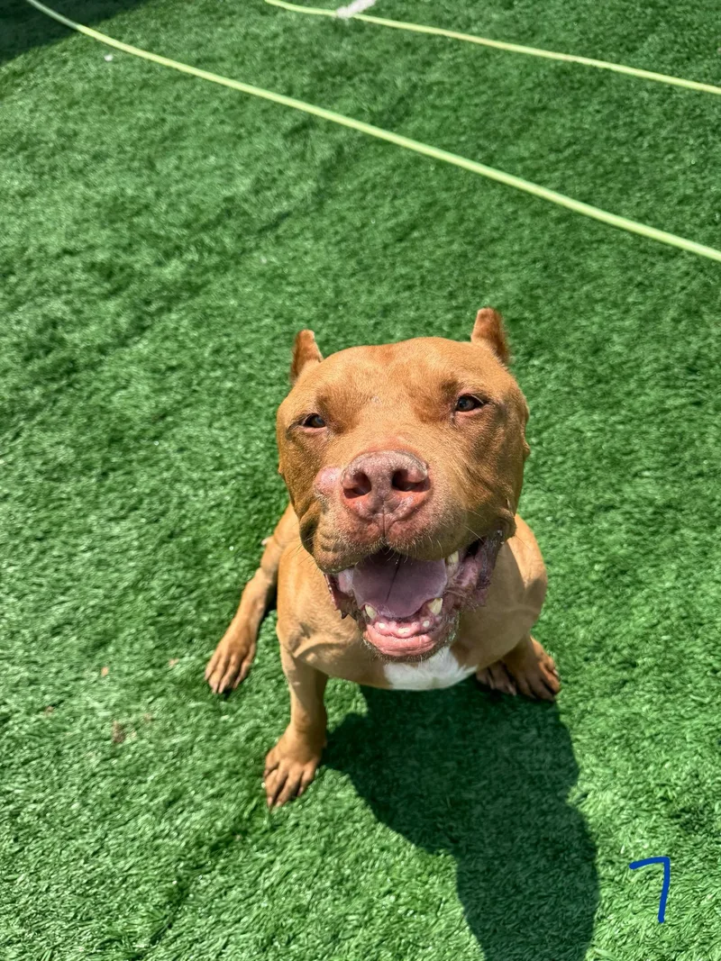 A senior medium-sized male American Bully dog named Mufasa for adoption in Glenwood , IA