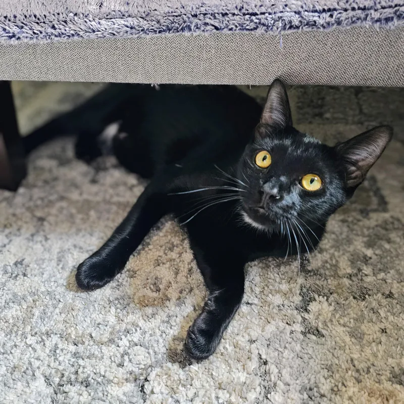 An adult medium-sized male Black Domestic Short Hair cat named Halo for adoption in Chicago, IL