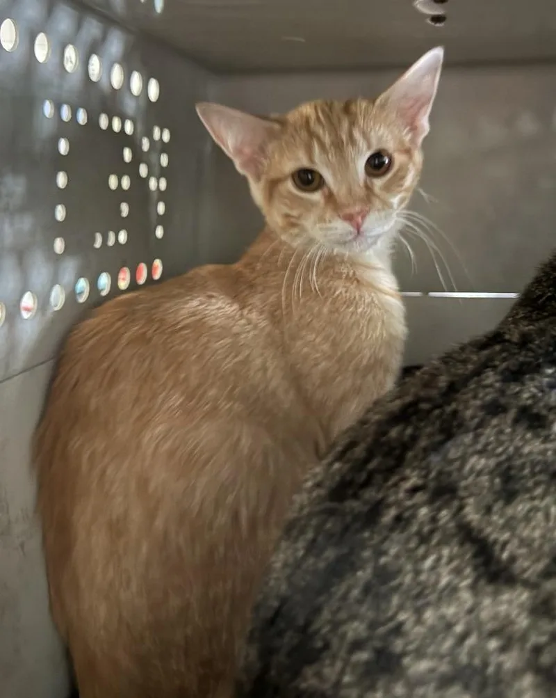 A baby small-sized male Domestic Short Hair cat named Chedder for adoption in Lemoore, CA